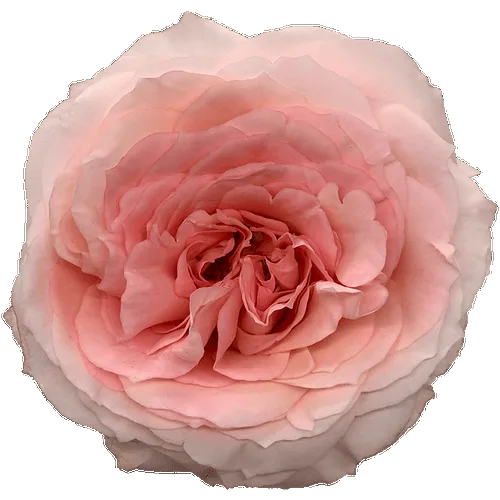 Carnations-Pink-Only Pickup1
