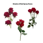 red spray rose11