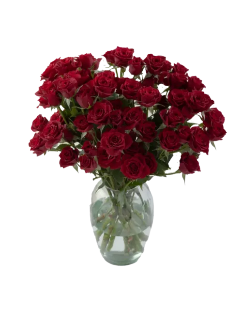 red spray rose11
