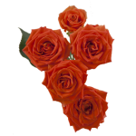 Orange Spray Roses1