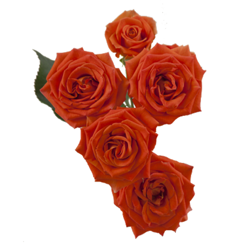 Orange Spray Roses1
