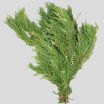 Cedar Variegated1