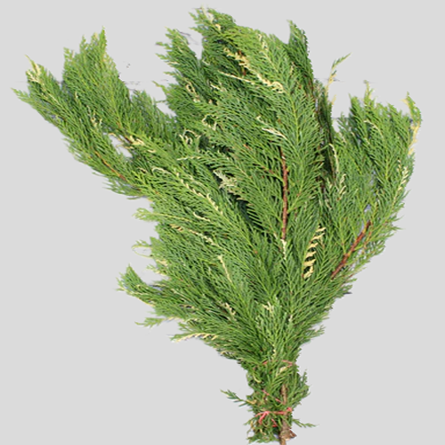 Cedar Variegated1