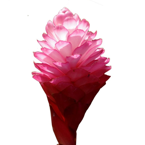 Ginger Flowers1