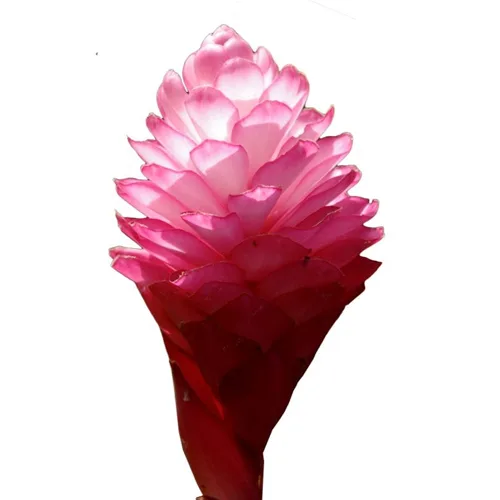 Ginger Flowers1