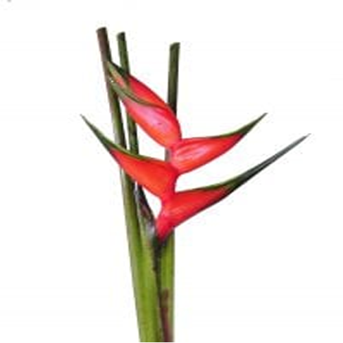 Heliconia Flowers