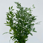Italian Ruscus