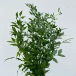 Italian Ruscus11