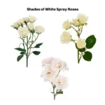 White Spray Roses11
