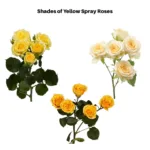 Yellow Spray Roses11