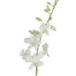 White Dendrobium Orchids1