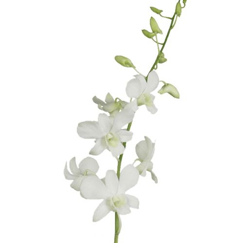 White Dendrobium Orchids1