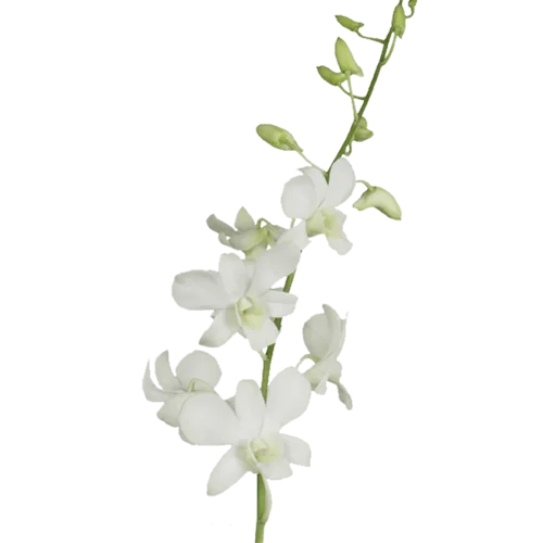 White Dendrobium Orchids1