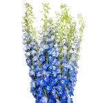 Bulk Delphinium