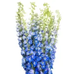 Bulk Delphinium11