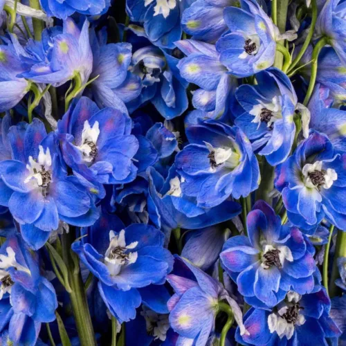 Bulk Delphinium1