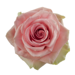 Bulk Pink Roses1
