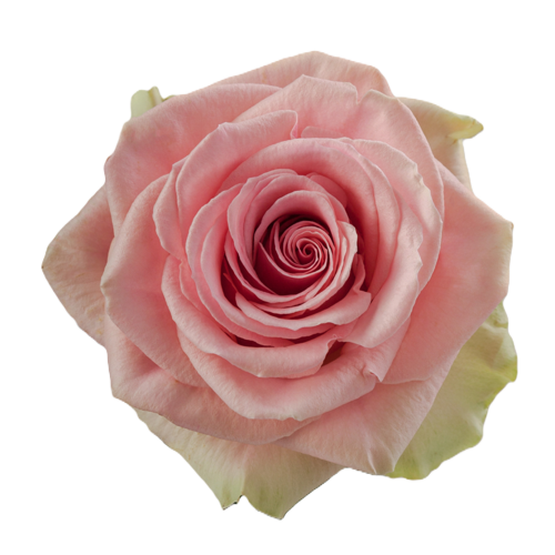 Bulk Pink Roses1