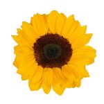 Bulk Sunflowers