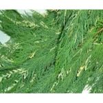 Cedar Variegated1
