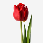 Tulip Red1