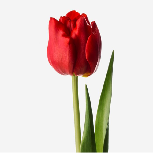 Tulip Red1