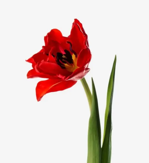 tulip11