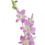 Dendrobium Orchids Sakura1