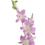 Dendrobium Orchids Sakura11