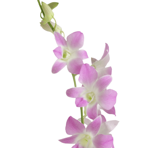 Dendrobium Orchids Sakura1