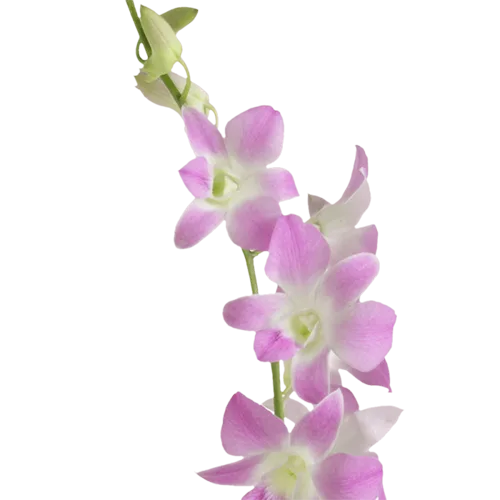 Dendrobium Orchids Sakura1