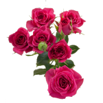 Hot Pink Spray Roses1