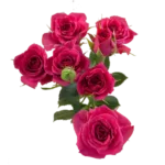 Hot Pink Spray Roses11