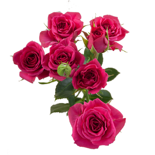 Hot Pink Spray Roses1