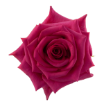 Bulk Hot Pink Roses $1.64 per Stem1