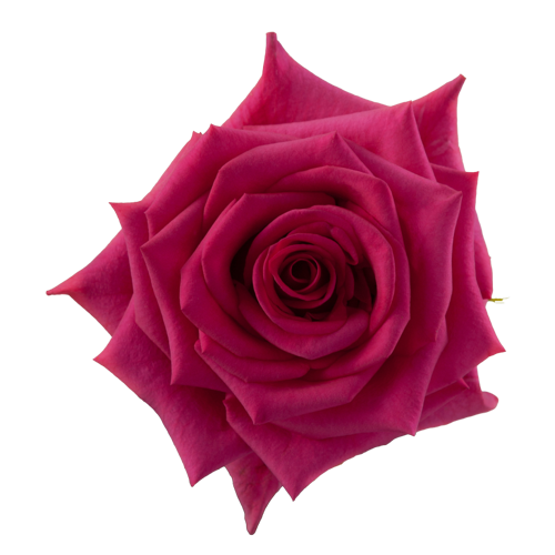 Bulk Hot Pink Roses $1.64 per Stem1