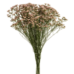 Limonium Flower - Pink1