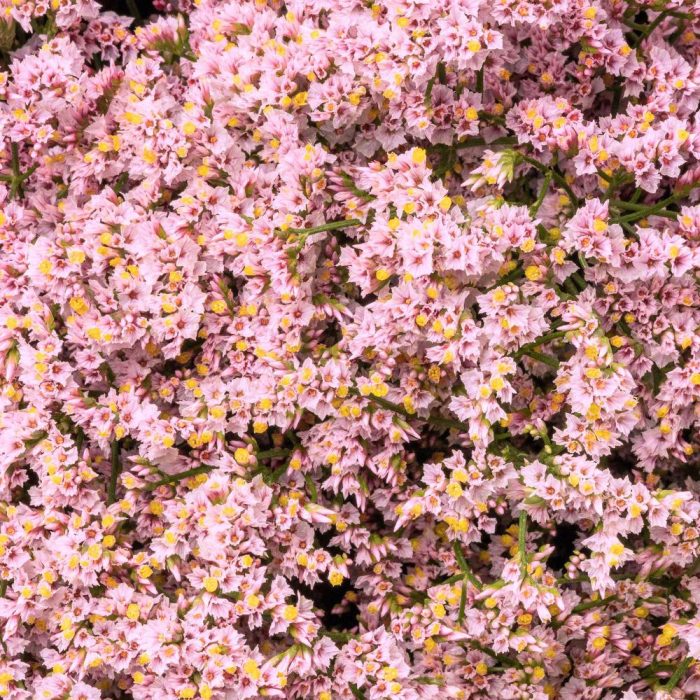 Limonium Flower - Pink
