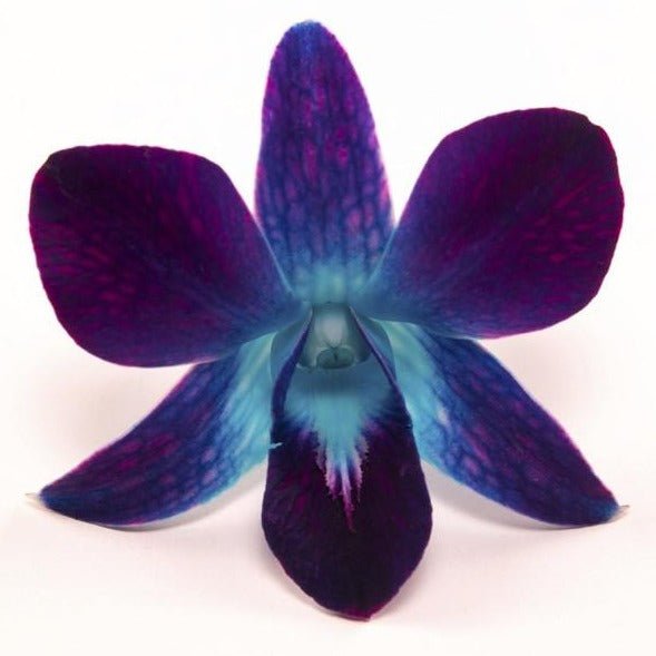 Blue Dendrobium Orchids1