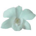 White Dendrobium Orchids1