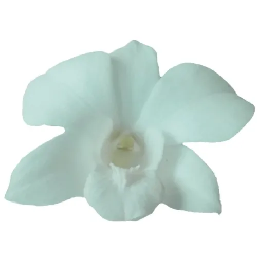 White Dendrobium Orchids11