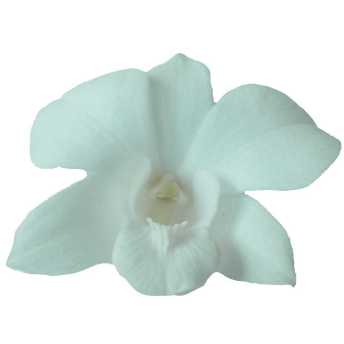White Dendrobium Orchids1