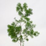 Asparagus Ming Fern1