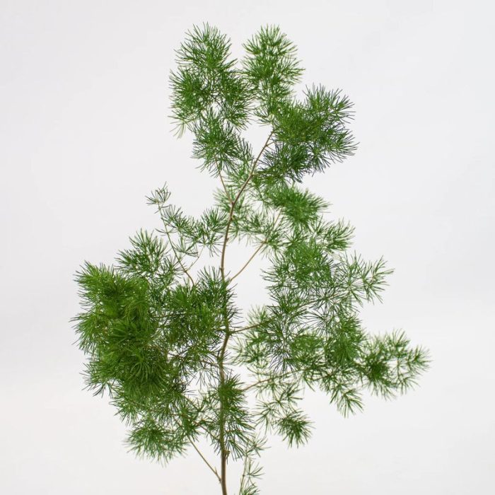 Asparagus Ming Fern1
