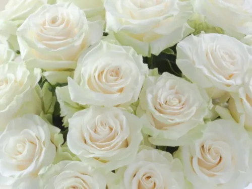 Mondial Roses 11