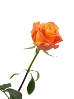 Bi-Color Roses Burgundy and Yellow1