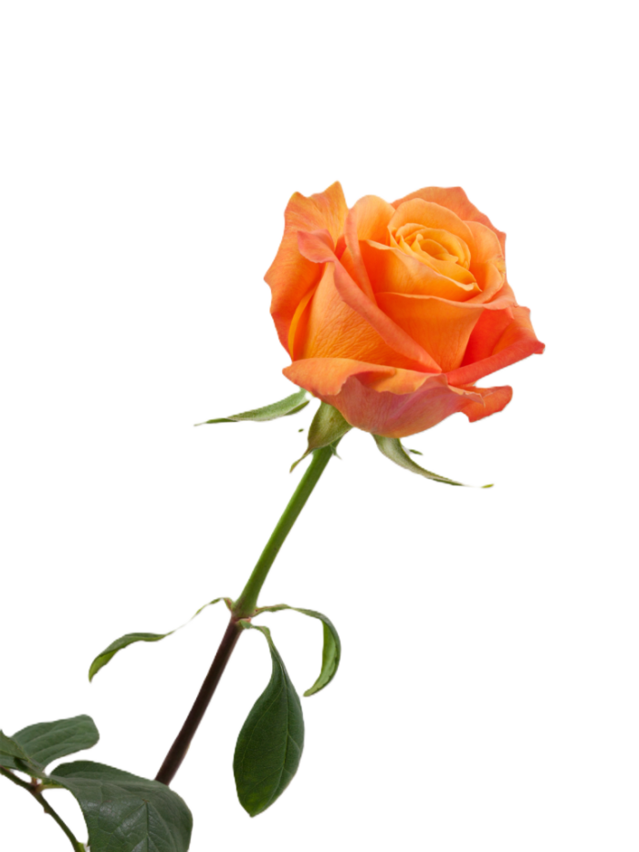 Bi-Color Roses Burgundy and Yellow1