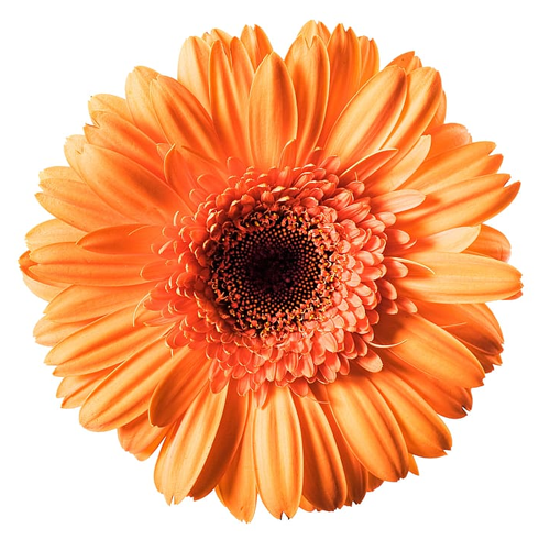 Gerbera Daisy Orange1