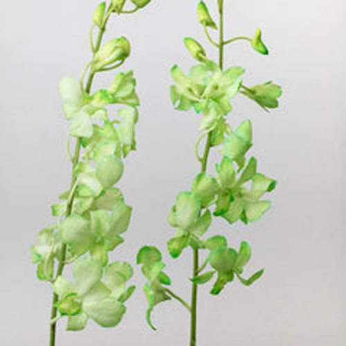 Green Dendrobium Orchids1