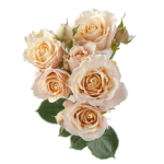 Peach Spray Roses1